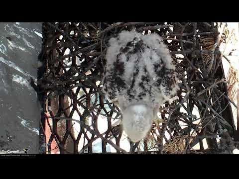 Red-tailed Hawk Chick "H3" Takes A Seat in Front of Cam – May 24, 2018