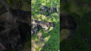 Video preview image #14 Mastiff Puppy For Sale in FULTON, NY, USA