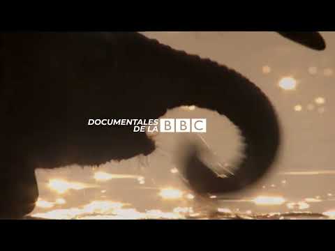Documentales BBC presenta Elefantes, el largo camino a casa