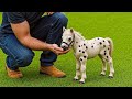 18 Cutest Mini Horse Breeds You Can Actually Own As Pets