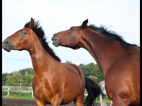 YouTube video about: How to stop a horse from bullying other horses?