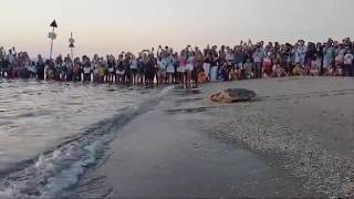 Il video della tartaruga rilasciata a Riccione