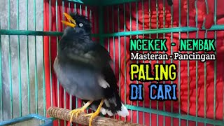 Download lagu jalak kebo mata putih gacor ngekek nembak masteran dan pancingan paling di cari mp3