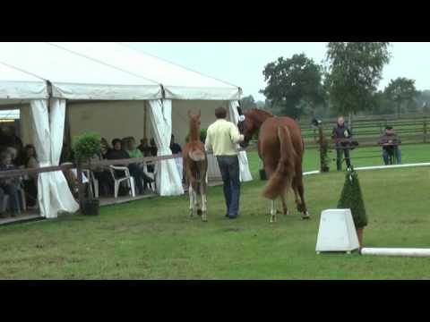 Sudweyher Fohlenschau 2011 - Kat.-Nr. 29: Hengstfohlen v. Fürst Nymphenburg - Wolkentanz