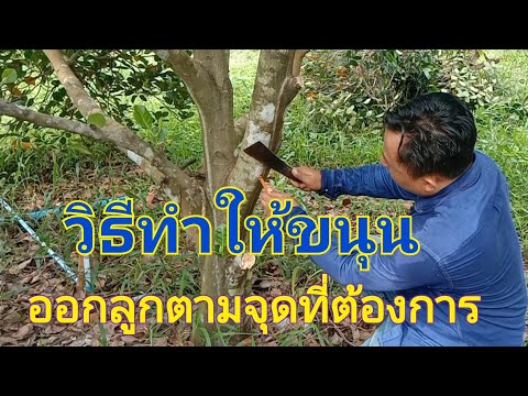 วิธีทำให้ขนุนติดลูกตามจุดที่ต้องการ