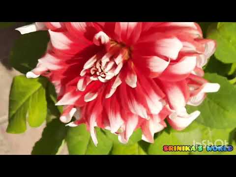 Beautiful flowers 💐 in a beautiful place 😍 🌸💮🏵🪴🌺🌻🌼🌷⚘