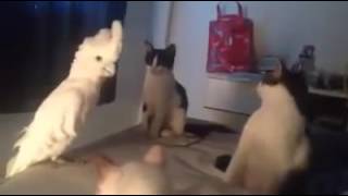 Unik , Burung Kakak Tua , ngomong dengan Kucing !