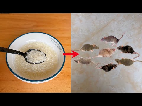 Homemade mouse poison deals