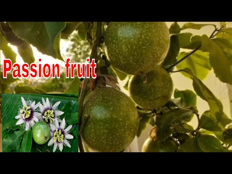 How to grow passion fruit plant at home | from cuttings | pots