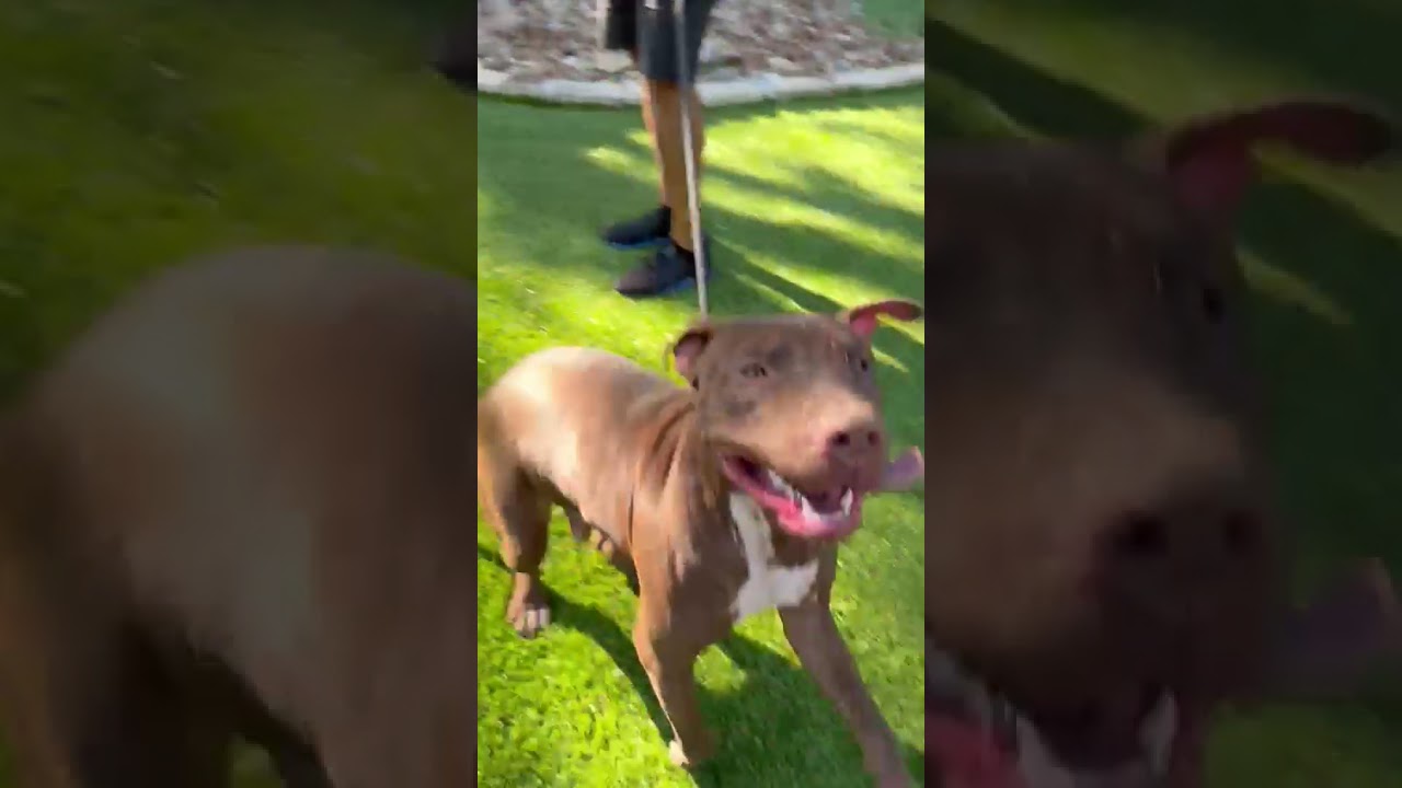 Enlarge Chopper, a ADOPTABLE mixed breed in Southport, CT video 4/4