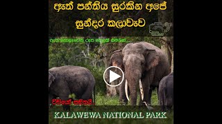 preview picture of video 'kalawewa national park tukers kingdom  sri lanka #wildlife #elephants #kalawewa #safari sri lanka'