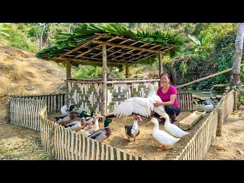 How To Build A Bamboo Duck Coop & Fence Next To River For Off Grid Farm | 90 Mins Movie
