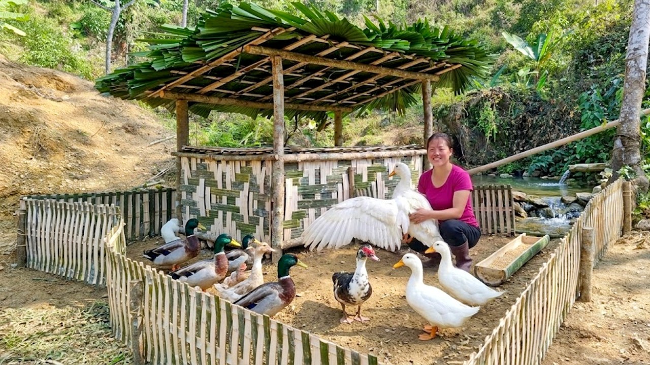 How To Build A Bamboo Duck Coop & Fence Next To River For Off Grid Farm | 90 Mins Movie