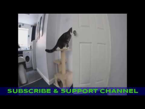 Funny cat || laughing || compilation || video || 2017