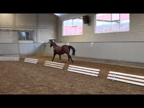 CONTAURA *2011, Contendro II x Lancer III x Landstreicher x Lugano x Gothard,,