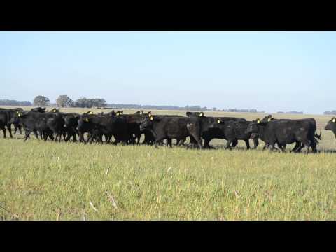 VAQUILLONAS ANGUS PC