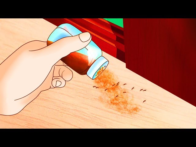 شركة مكافحة حشرات في الشارقة