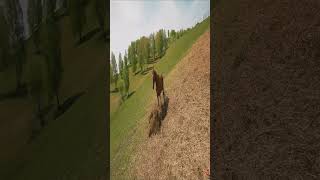 Cover art for Horses