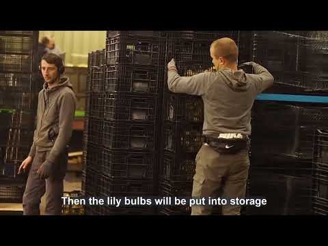 Lily Flower Farming Technology   Lily bulb Harvesting Machine   Lily Plant and Harvest in GreenHouse