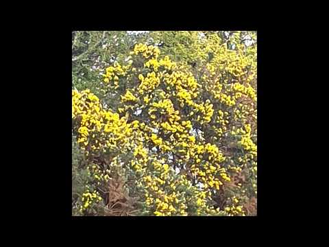 [SOLD] ambient lofi powfu x sewerpson x killedmyself type beat - stay where it's safest.