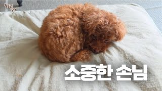 우리에게 찾아온 가장 소중한 손님, 강아지 꼬니