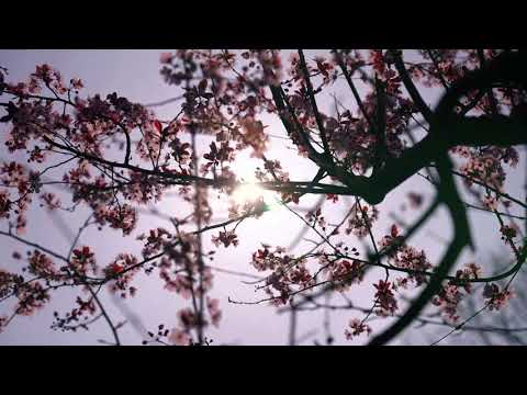 Art of silence by uniq (beautiful musical piece with amazing  loop video)