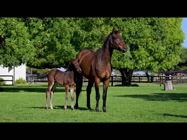 Callaho Jupiter Filly at Foot