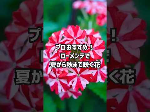 干ばつに強い植物、庭園、牧草地、野生の花、庭園、コテージ、生け垣、プライバシー