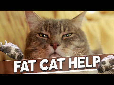 Why Your Cat is Fat, and What You Can Do About It
