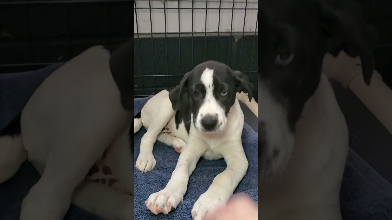 Enlarge Chip, a Adoptable mixed breed in Blairstown, NJ video 4/4