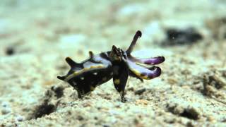 Diving El Nido: What you might see