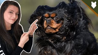 HOW MUCH EXERCISE DOES A  CAVALIER KING CHARLES SPANIEL NEED?