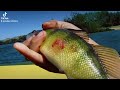 Video Thumbnail for Zombie perch ? #short #catchandrelease #fishing  #shorts #subscribe