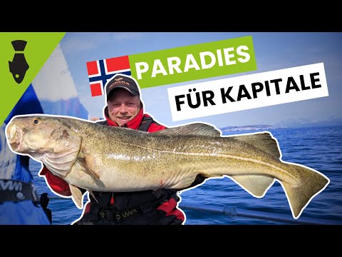 Angeln in Norwegen - Rekordfische am Saltstraumen | Mit Heilbutt Livebiss, Dorsch, Leng & mehr