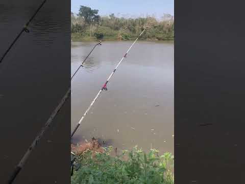 #pescaria rio ivai paraiso do norte pr
