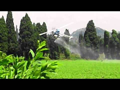 comment traiter mildiou courgettes