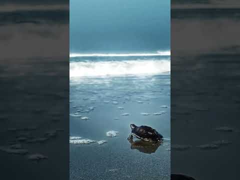 “If you have the ability to love, love yourself first.” 💙🌊 #shrots #viral