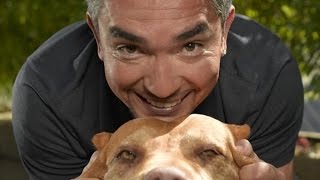 7 Reasons Why You Should Never Listen To The Dog Whisperer