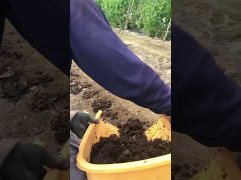 未熟な堆肥を家庭菜園に使用できますか?何のために ？リスクは何ですか?  庭園