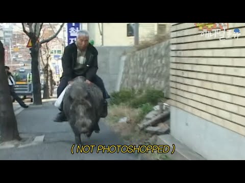 멧돼지를 타고 거리를 질주하는 할아버지!!