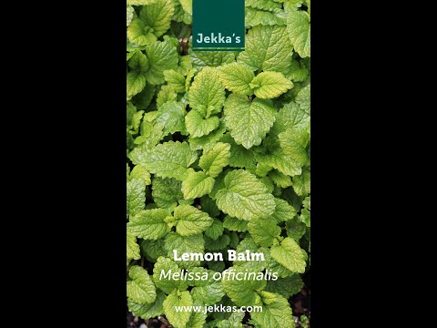 Jekka Herb Stories: Lemon Balm, Melissa officinalis