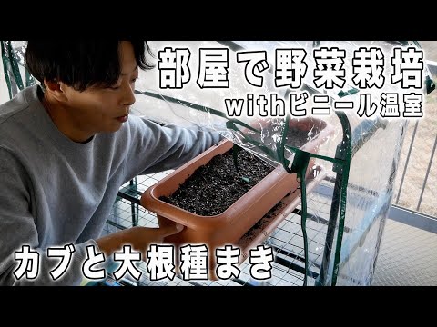 庭、鉢、温室に大根をいつどのように播種するのですか？  庭園