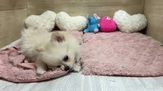 ハーフ犬の動画01