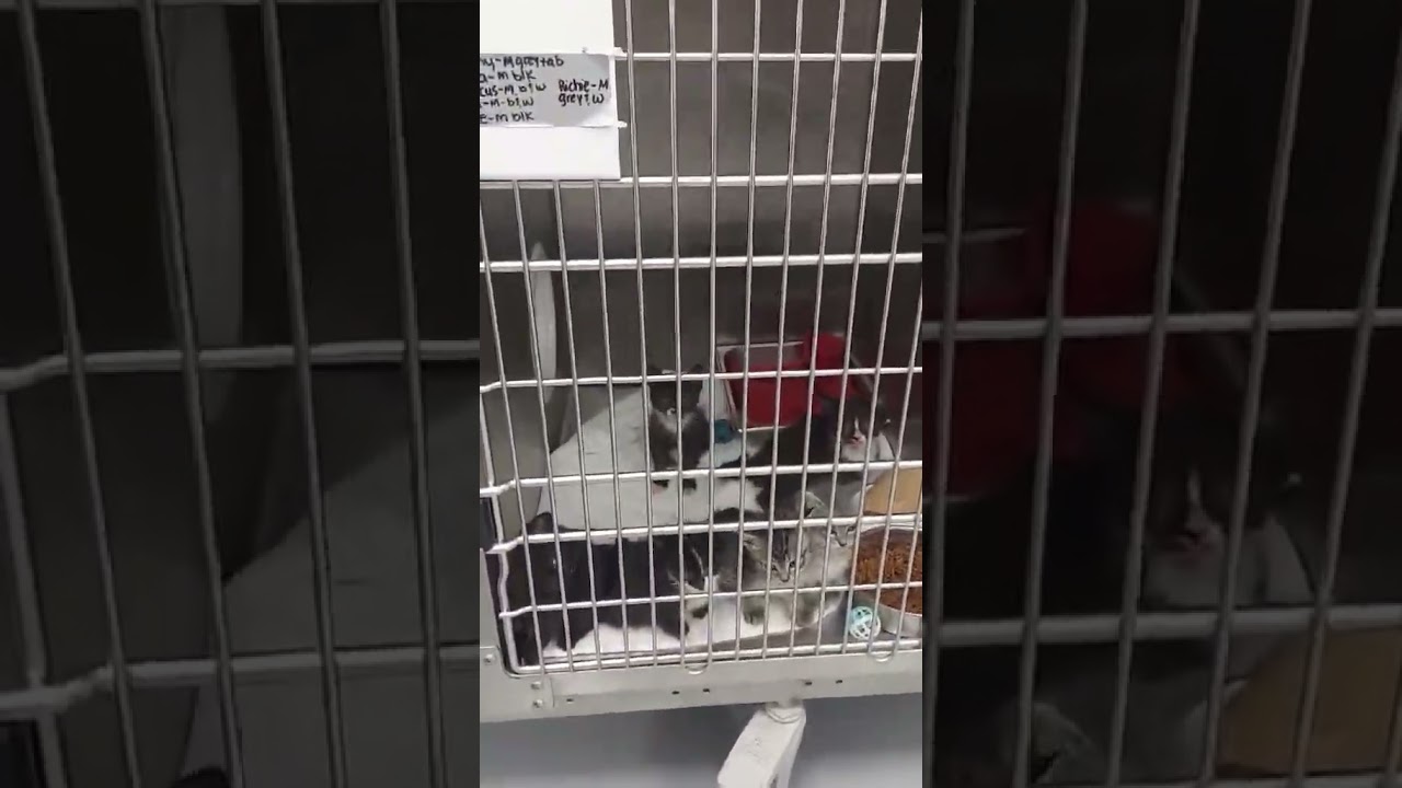 Ebra, a Adoptable mixed breed in Hartsville, SC video 2/2