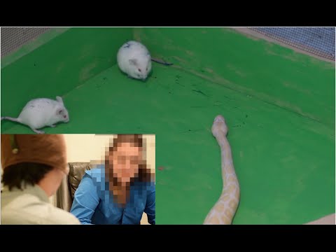 download lagu mp3 mp4 Filthy Frank Animal, download lagu Filthy Frank Animal gratis, unduh video klip Filthy Frank Animal