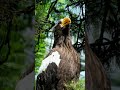 The Heaviest Eagle in the World - Steller's sea eagle (Haliaeetus pelagicus)