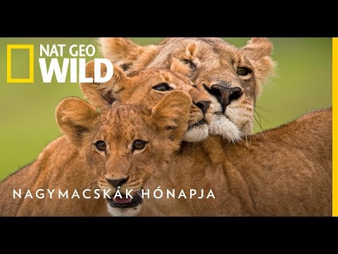 Nagymacskák Hónapja - Januárban