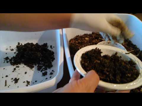 Week 6 Complete: Red Wiggler Migration Cup Update