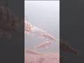 Video Thumbnail for #Pike got scare by #perch ? I #shorts #like #fishing #follow