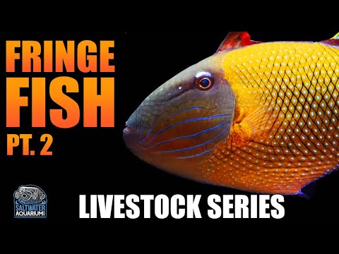 download lagu mp3 mp4 Crosshatch Trigger, download lagu Crosshatch Trigger gratis, unduh video klip Crosshatch Trigger